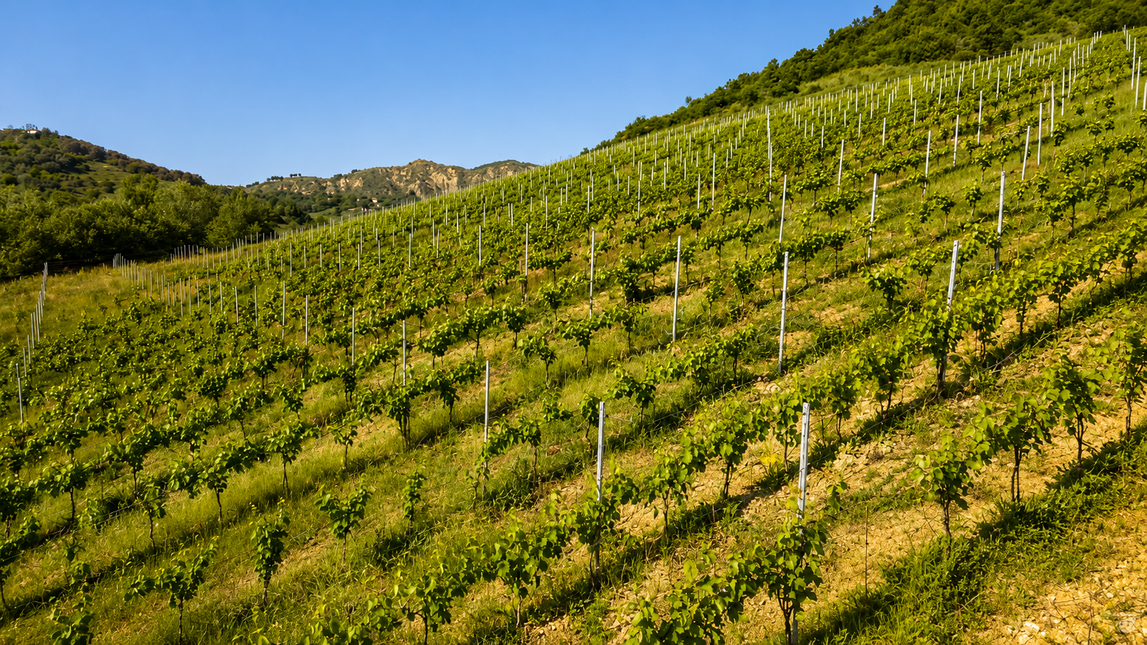 Wine Tasting Tour with Hotel Pickup